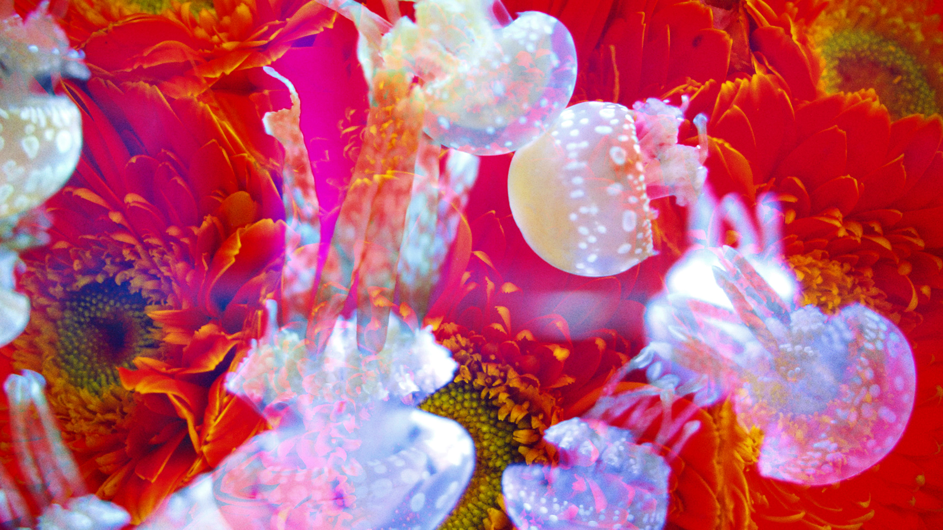 個展「蜷川実花 × すみだ水族館 クラゲ万華鏡トンネル」すみだ水族館