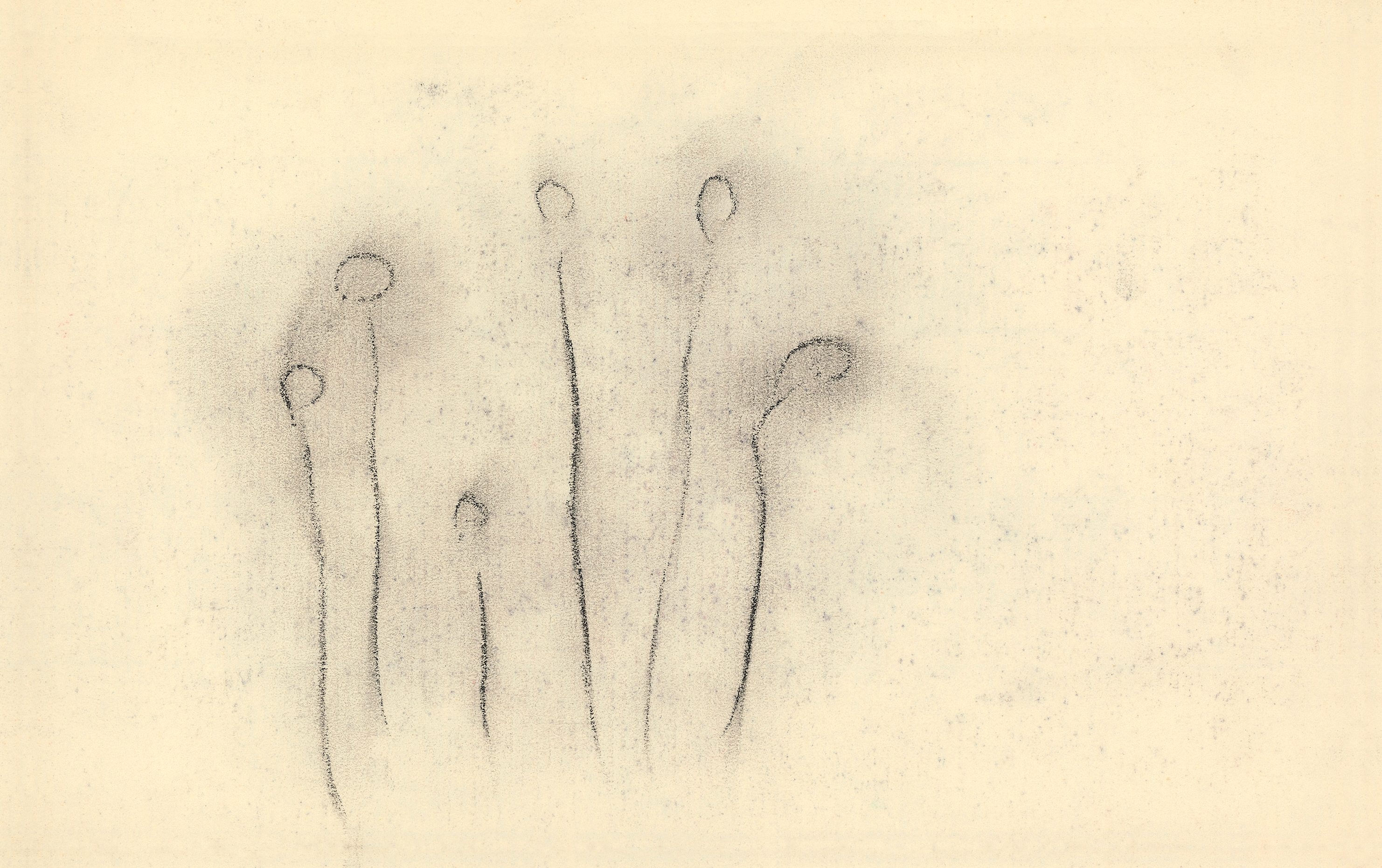 見えない花」 – Tomio Koyama Gallery 小山登美夫ギャラリー
