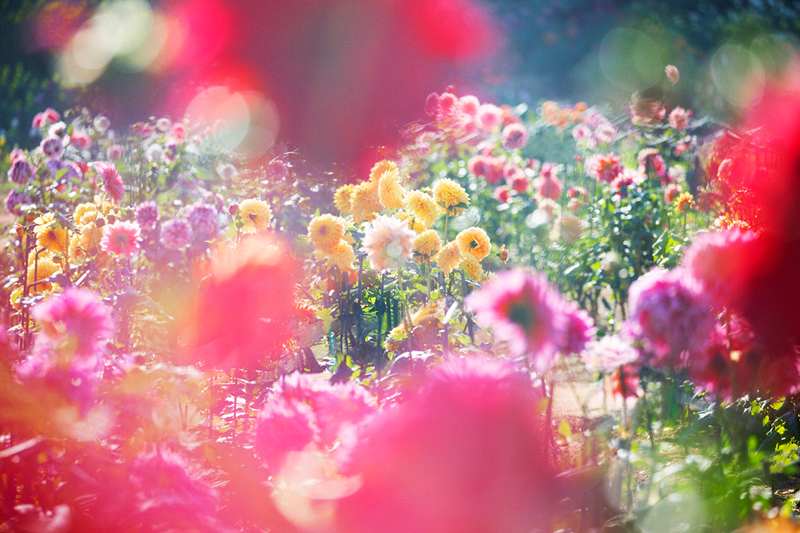 Now On View】 Solo Exhibition “Flowers, Shimmering Light” JINS
